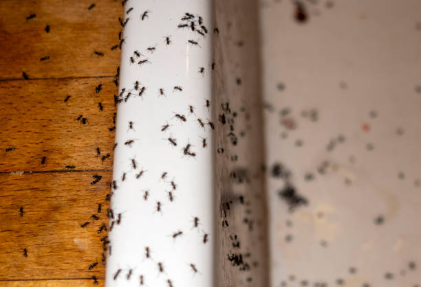 Best Mosquito Control Services  in Lone Grove, OK