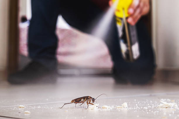 Best Pest Removal Services  in Lone Grove, OK