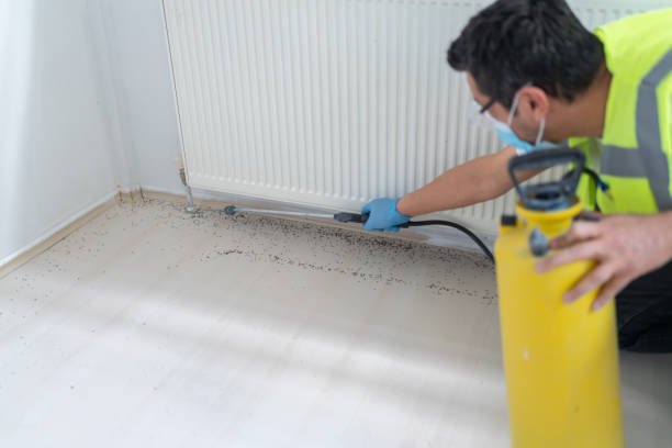Wasp Removal Services in Lone Grove, OK
