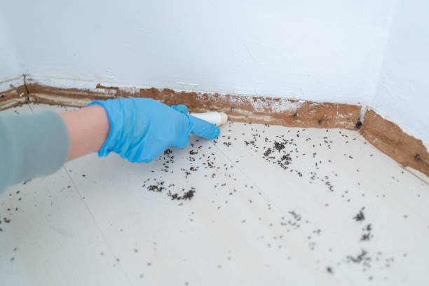 Professional Pest Control in Lone Grove, OK